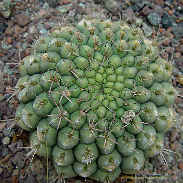 Gymnocalycium denudatum