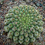 Gymnocalycium denudatum