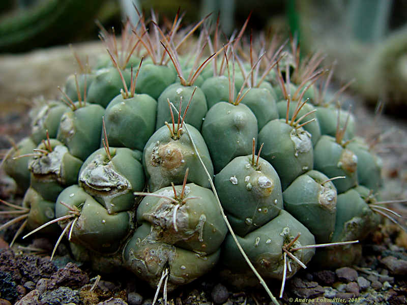 Gymnocalycium denudatum