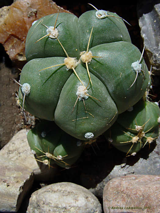 Gymnocalycium Gymnocalycium horstii var. buenekeri