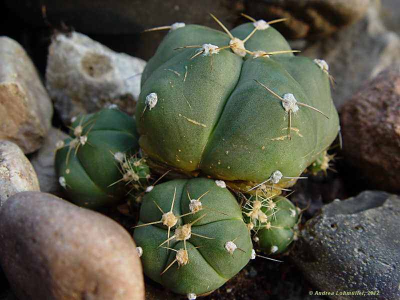 Gymnocalycium Gymnocalycium horstii var. buenekeri