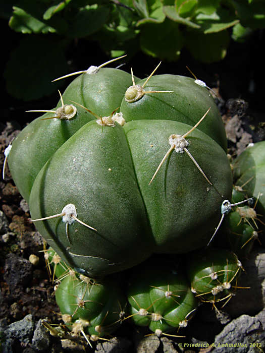 Gymnocalycium Gymnocalycium horstii var. buenekeri