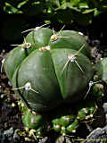 Gymnocalycium