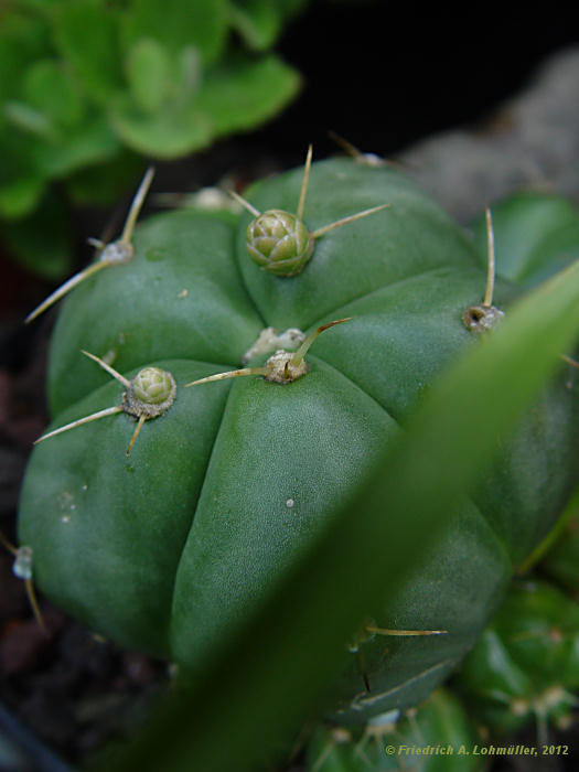 Gymnocalycium Gymnocalycium horstii var. buenekeri