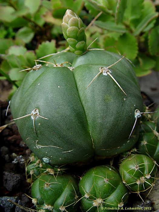 Gymnocalycium Gymnocalycium horstii var. buenekeri