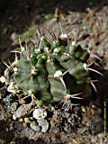 Gymnocalycium mihanovichii cv. 'Hibotan'