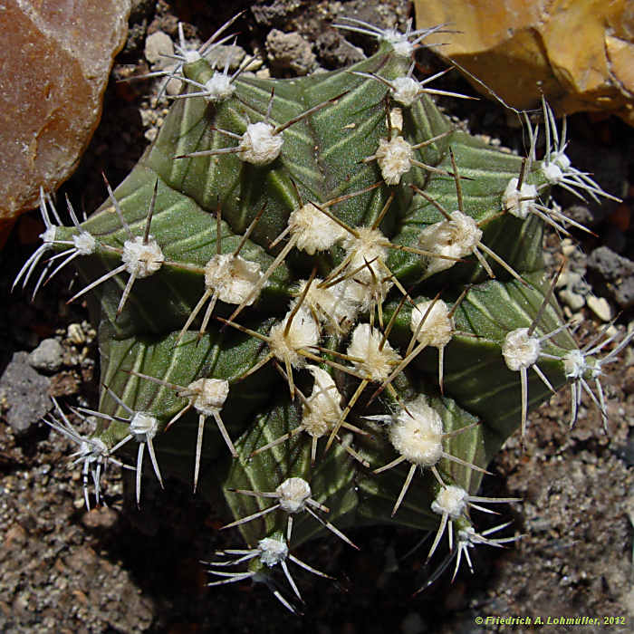 Gymnocalycium mihanovichii var. moserianum