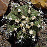 Gymnocalycium mihanovichii var. moserianum