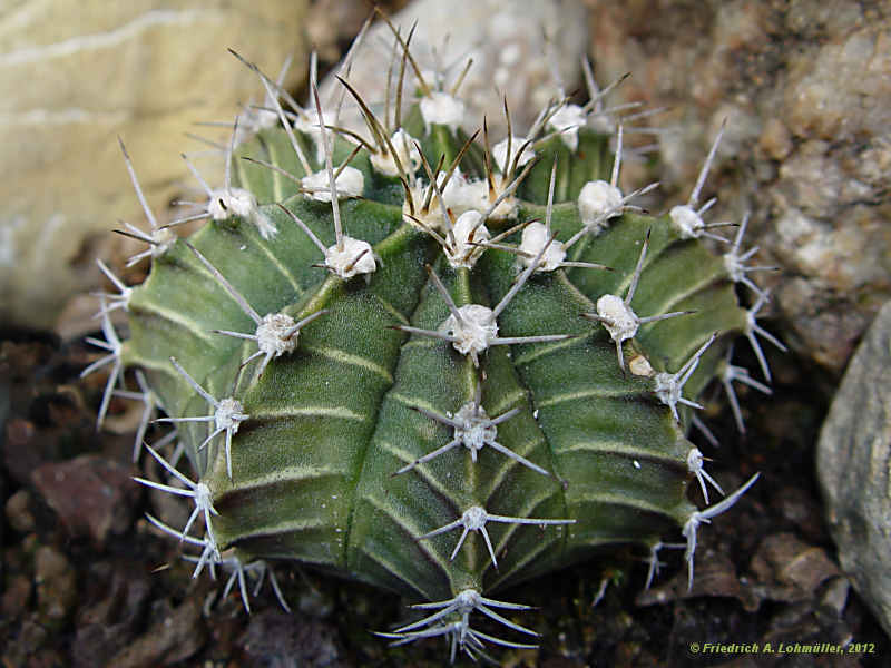 Gymnocalycium mihanovichii var. moserianum