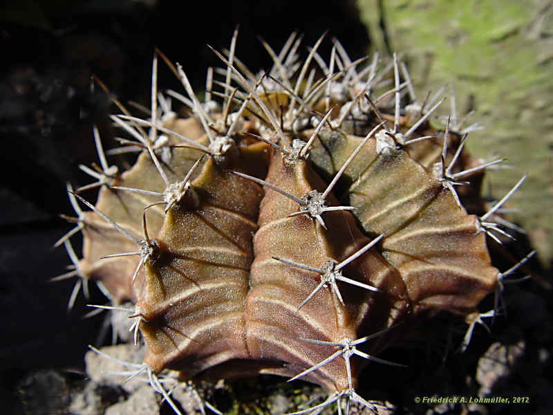 Gymnocalycium mihanovichii var. moserianum