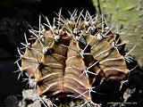 Gymnocalycium mihanovichii var. moserianum