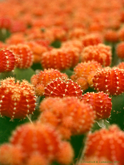 Gymnocalycium mihanovichii cv. 'Hibotan Rubra'