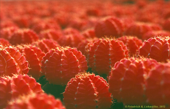 Gymnocalycium mihanovichii cv. 'Hibotan Rubra'