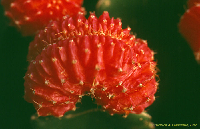 Gymnocalycium mihanovichii cv. 'Hibotan Rubra' forma cristata