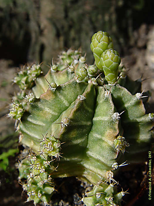 Gymnocalycium mihanovichii cv. 'Viridermis'