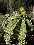 Gymnocalycium mihanovichii cv. 'Viridermis'