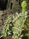 Gymnocalycium mihanovichii cv. 'Viridermis'