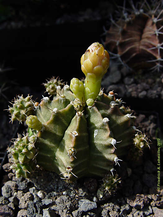 Gymnocalycium mihanovichii cv. 'Viridermis'