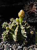 Gymnocalycium mihanovichii cv. 'Viridermis'