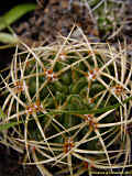 Gymnocalycium monvillei