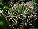 Gymnocalycium monvillei