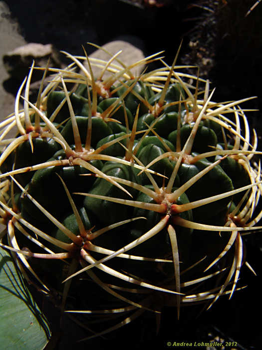 Gymnocalycium monvillei