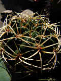 Gymnocalycium monvillei