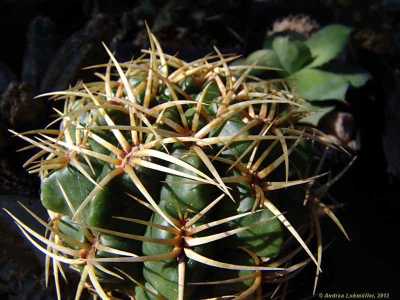 Gymnocalycium monvillei