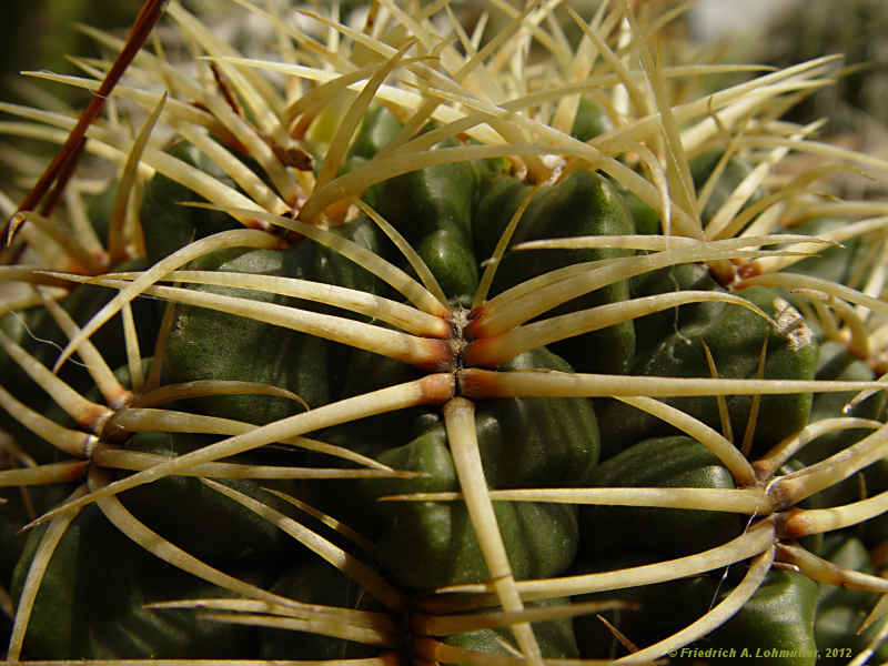 Gymnocalycium monvillei