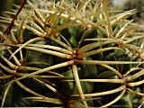 Gymnocalycium monvillei