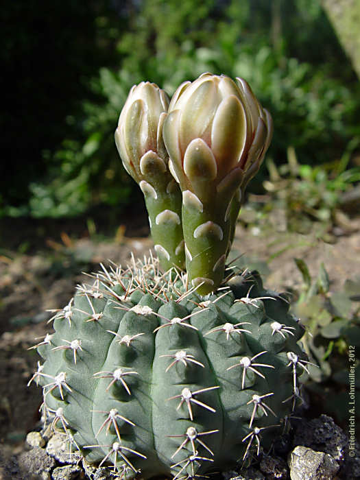 Gymnocalycium quehlianum