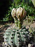 Cactus-Gallery