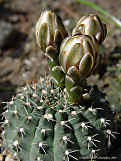 Gymnocalycium quehlianum