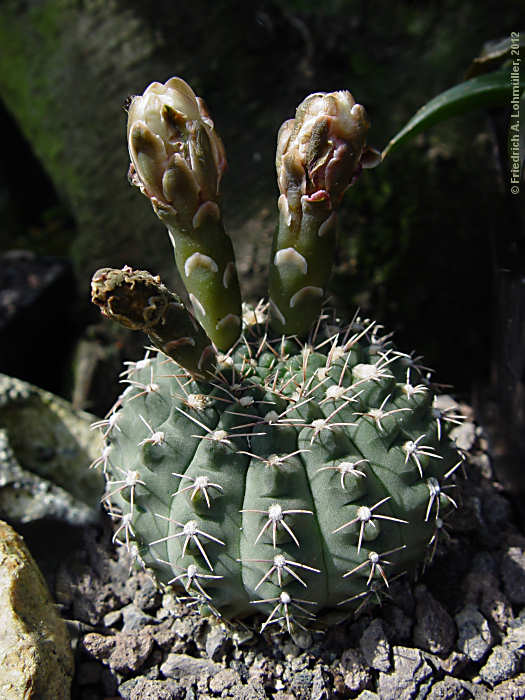 Gymnocalycium quehlianum