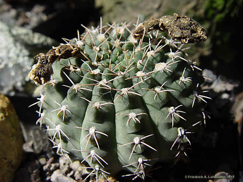 Gymnocalycium quehlianum