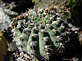 Gymnocalycium quehlianum