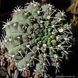 Gymnocalycium quehlianum