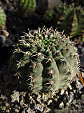 Gymnocalycium quehlianum