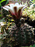 Gymnocalycium quehlianum