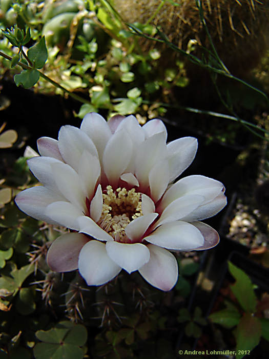 Gymnocalycium quehlianum