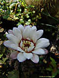 Gymnocalycium quehlianum