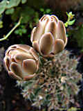 Gymnocalycium quehlianum