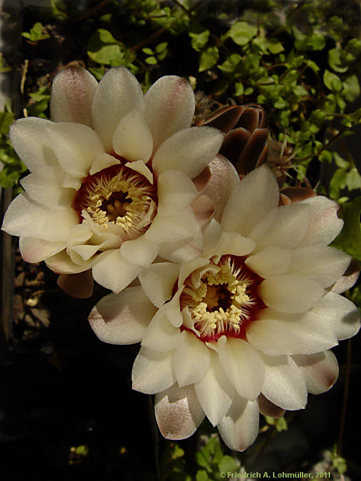 Gymnocalycium quehlianum