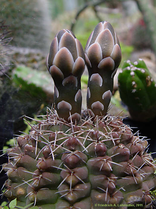 Gymnocalycium quehlianum