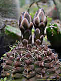 Gymnocalycium quehlianum