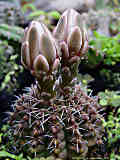 Gymnocalycium quehlianum