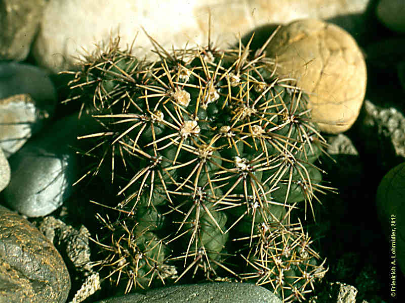 Gymnocalycium quehlianum