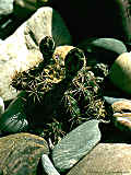 Gymnocalycium quehlianum