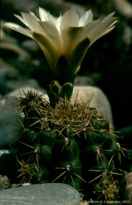 Gymnocalycium quehlianum