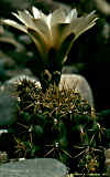 Gymnocalycium quehlianum